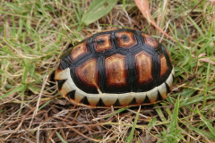 angulata