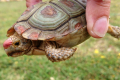 kleinste-Schildkroete-der-Welt
