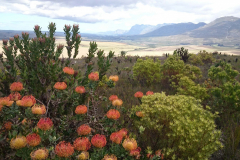 Fynbos