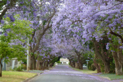 Jacaranda-Road