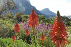 Kirstenbosch-Botanical-Garden