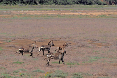 Cape Mountain Zebra